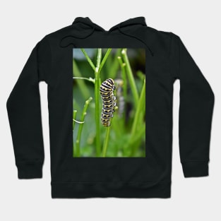 Swallowtail Caterpillar Hoodie